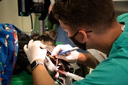 Cherry Point Sailors, Soldiers Cross Train to Treat Patients, Share Best Practices