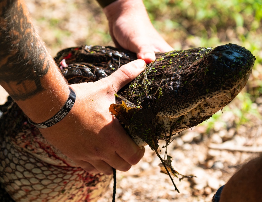 Barksdale works with Louisiana Department of Wildlife to control alligator population