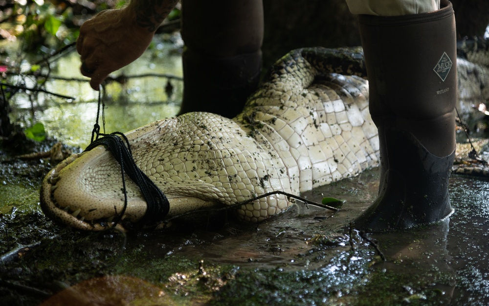 Barksdale works with Louisiana Department of Wildlife to control alligator population