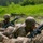 OCS Combat Course