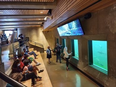 USACE Seattle District Praises Community Partners as Ballard Locks Fish Ladder Viewing Room Re-opens