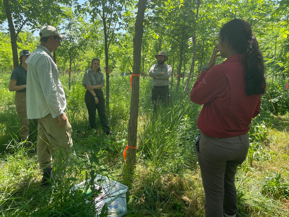 Corps collaborates to inoculate trees against Dutch elm disease