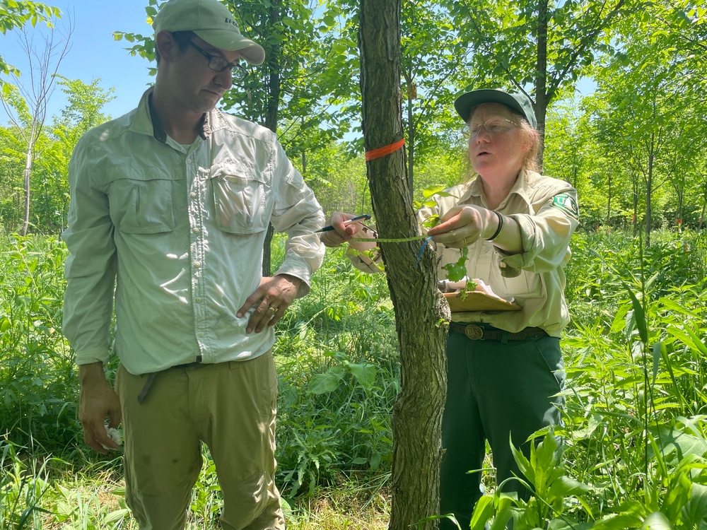 Corps collaborates to inoculate trees against Dutch elm disease