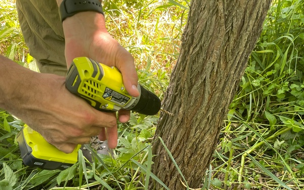 Corps collaborates to inoculate trees against Dutch elm disease