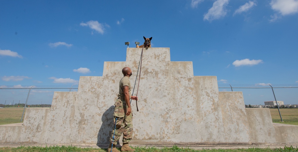 Military Working Dogs: JBSA's four-legged defenders