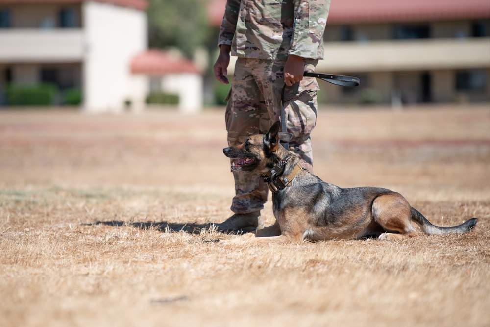 K-9 Demo at Travis AFB