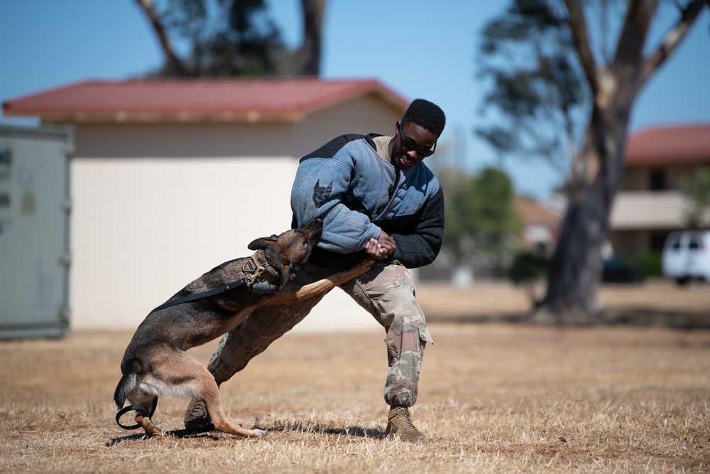 K-9 Demo at Travis AFB
