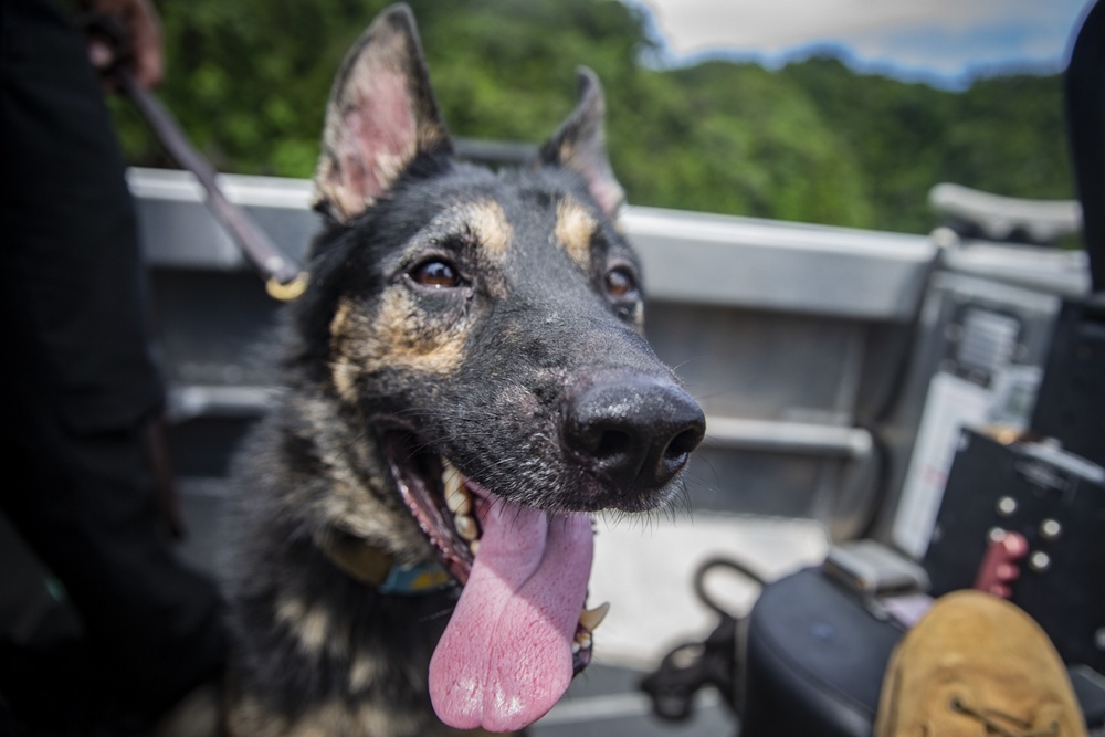 Task Force Koa Moana 21 Helps Train Canines to Patrol in Boats