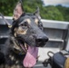 Task Force Koa Moana 21 Helps Train Canines to Patrol in Boats