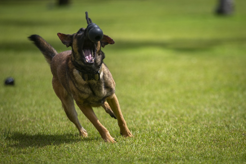 Task Force Koa Moana 21 Helps Train Canines to Patrol in Boats