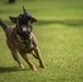 Task Force Koa Moana 21 Helps Train Canines to Patrol in Boats