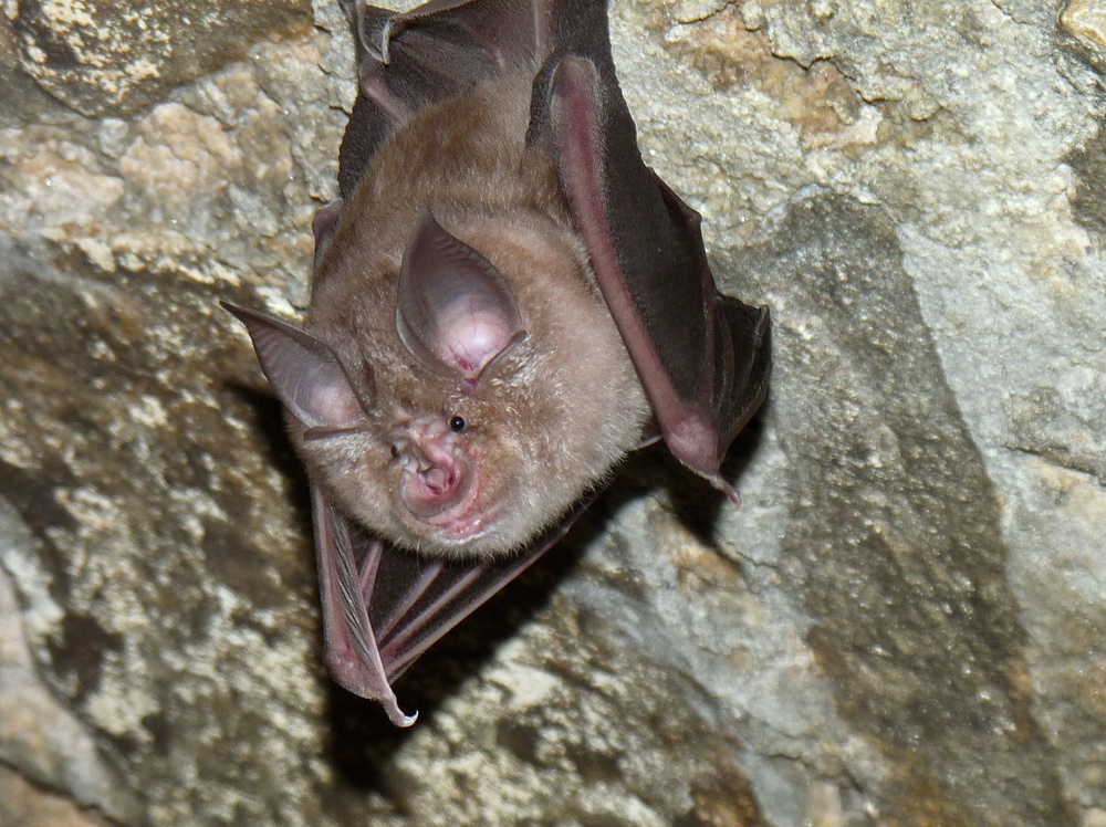 Bergheim Bat Apse