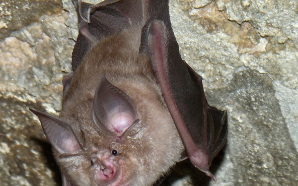 Bergheim Bat Apse