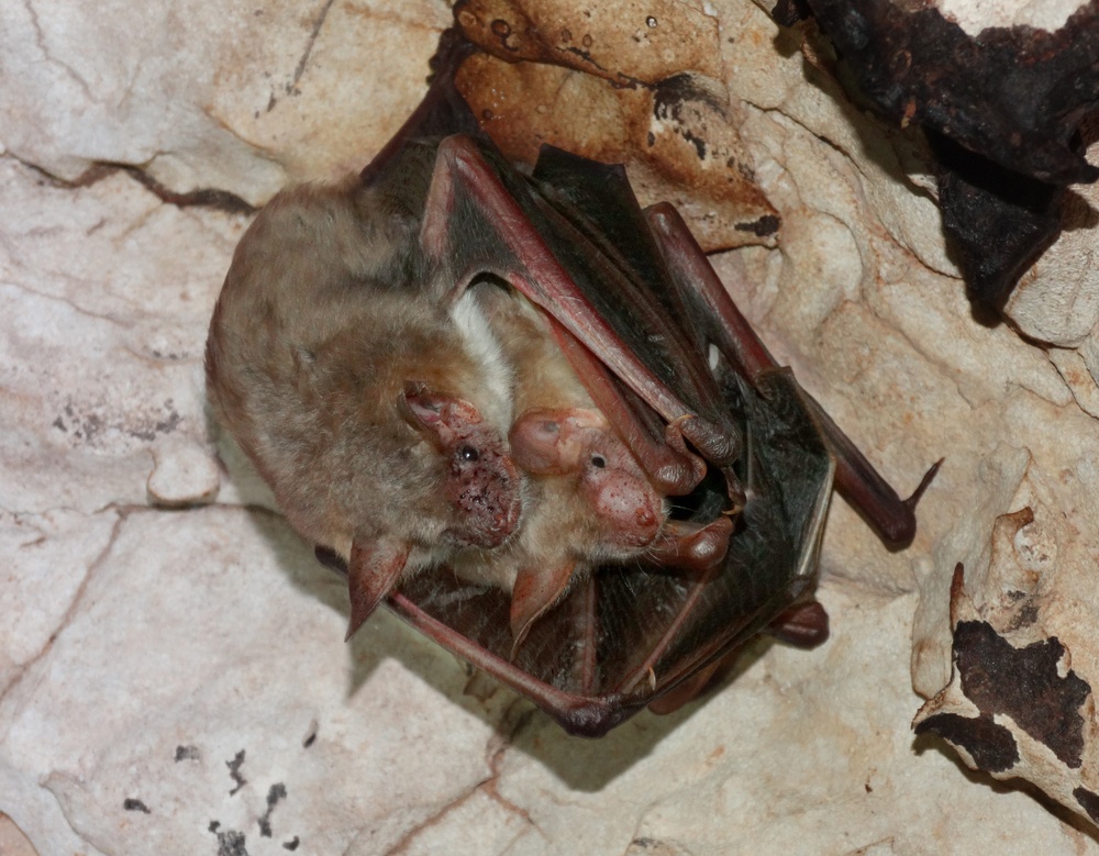 Bergheim Bat Apse