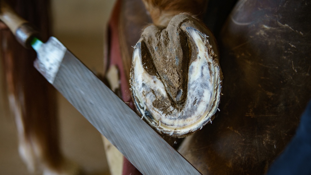 1st Cav Div Horse Det Farrier