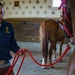 1st Cav Div Horse Det Farrier