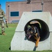 Raise the Woof