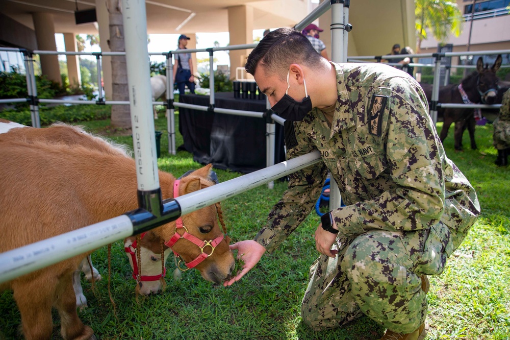 NMRTC San Diego Hosts Mini Horses for Therapy