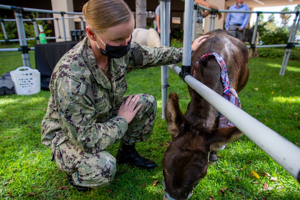 NMRTC San Diego Hosts Mini Horses for Therapy