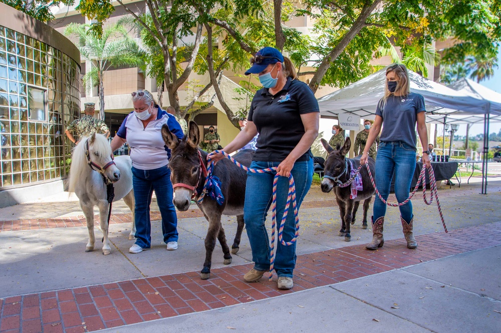 NMRTC San Diego Hosts Mini Horses for Therapy