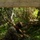 9th ESB Marines practice defensive construction capabilities at Jungle Warfare Training Center