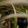 9th ESB Marines practice defensive construction capabilities at Jungle Warfare Training Center