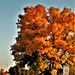 Fall Colors and the American Flag at Fort McCoy