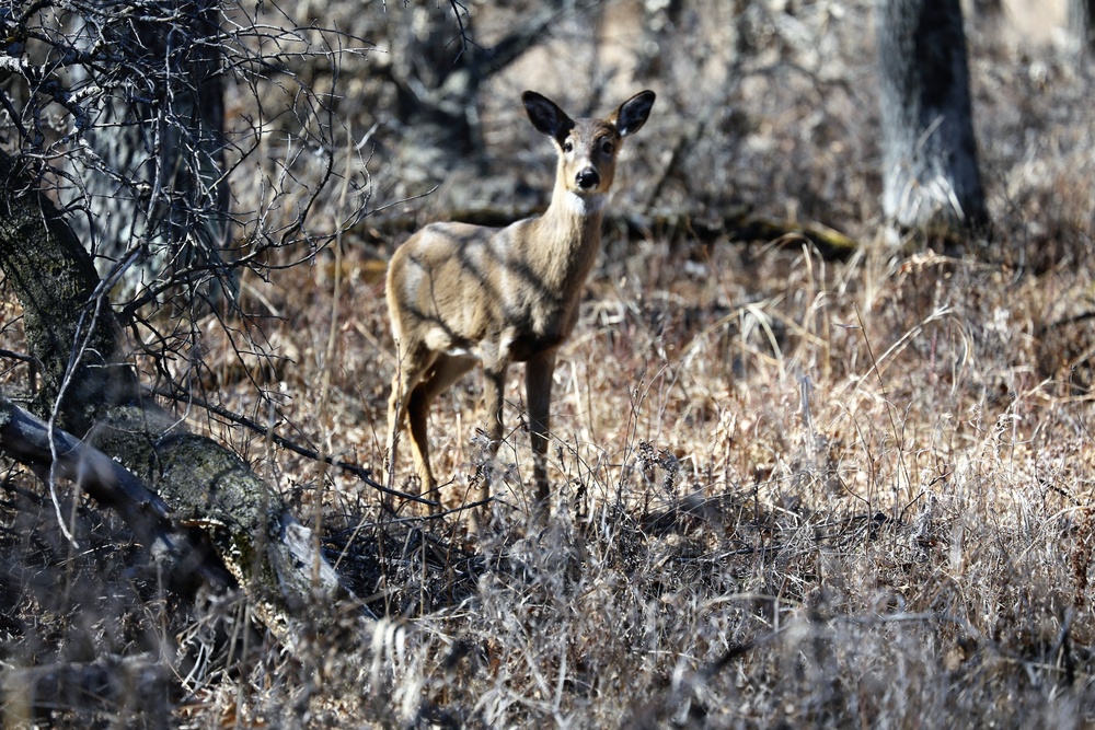 2021 archery deer season underway; Fort McCoy hunters must make sure to have necessary permits, licenses