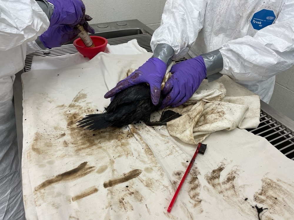 Ruddy Duck – before cleaning photo – Los Angeles Oiled Bird Care and Education Center in San Pedro