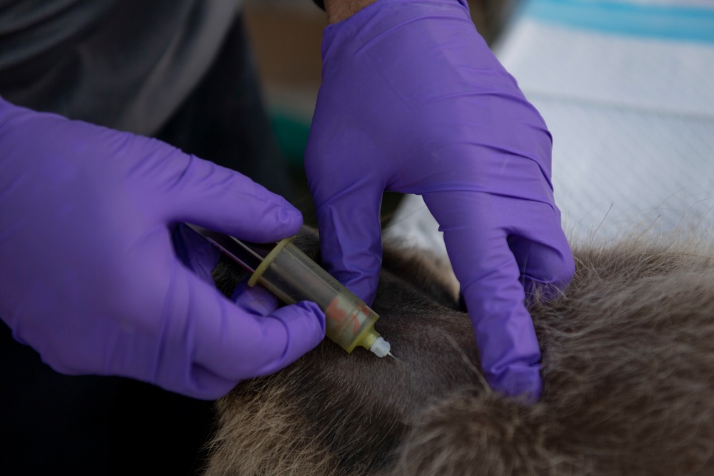 VTANG Partners with USDA for Rabies Vaccine Study