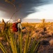 Nellis Natural Resources Program strives to protect Mojave desert tortoise population