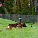 928th Military Working Dog Detachment