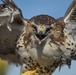 Relocating Wildlife Protecting Grand Forks aircraft from red-tailed hawks
