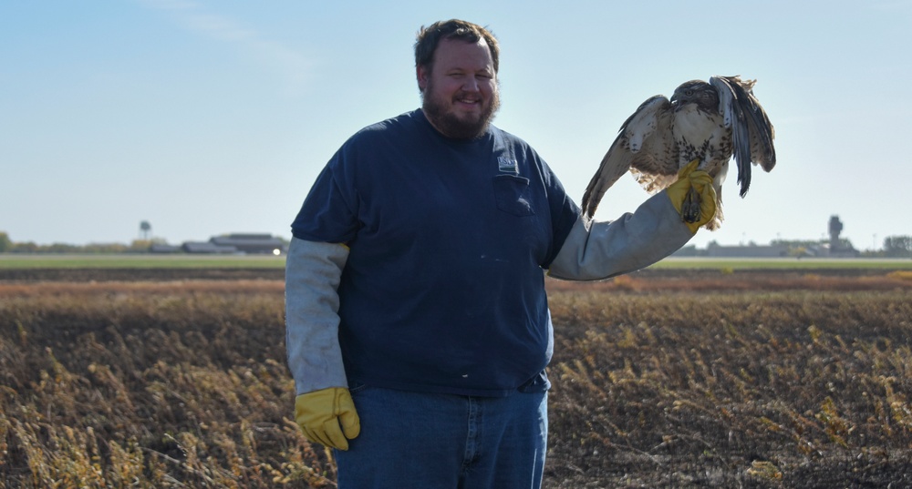Relocating Wildlife Protecting Grand Forks aircraft from red-tailed hawks