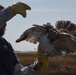 Relocating Wildlife Protecting Grand Forks aircraft from red-tailed hawks