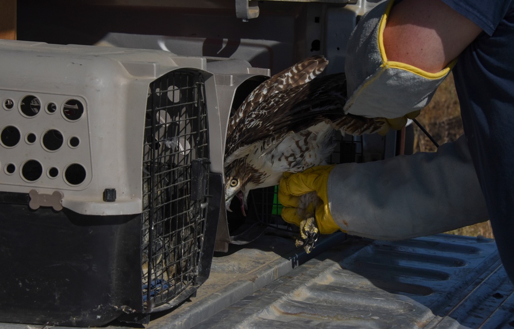 Relocating Wildlife Protecting Grand Forks aircraft from red-tailed hawks