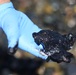 A hotshot team member removes a tar ball from the shore of Oceanside Harbor Beach in San Diego County in response to the Orange County oil spill
