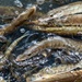 Woodcock Fish Restock