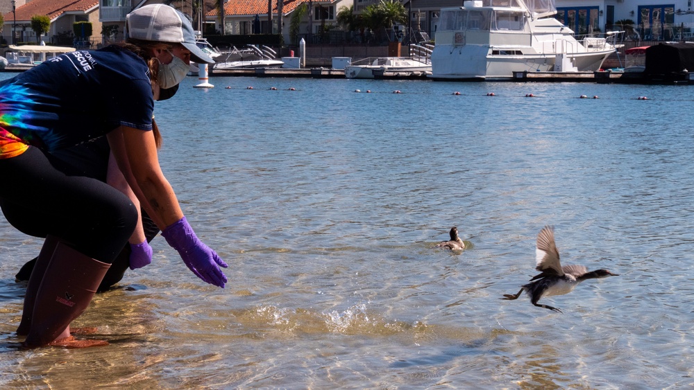 Two birds released in Huntington Beach after rehabilitation from Orange County Oil Spill