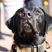NAVSTA Norfolk's Military Working Dog Unit Attends Norfolk's Children's Festival