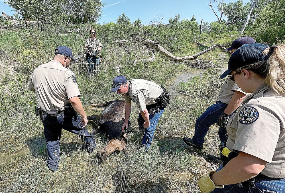 Moose no longer on loose