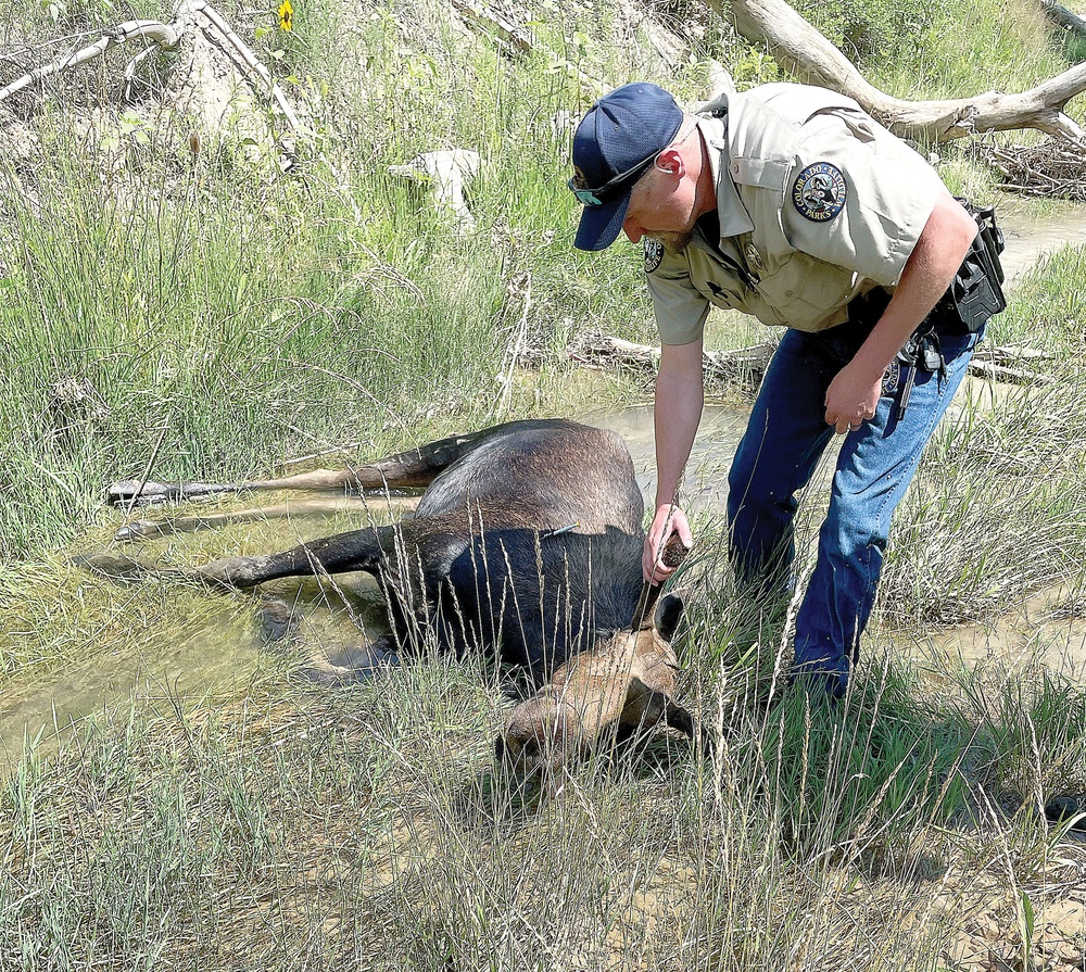 Moose no longer on loose