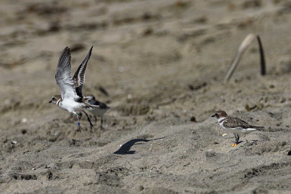 Bird Release at Huntington State Beach