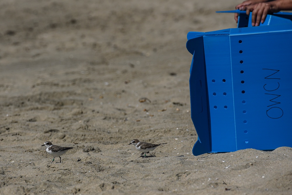 Bird Release at Huntington State Beach