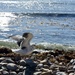 Oiled Wildlife Care Network release an oil spill-impacted Western Gull