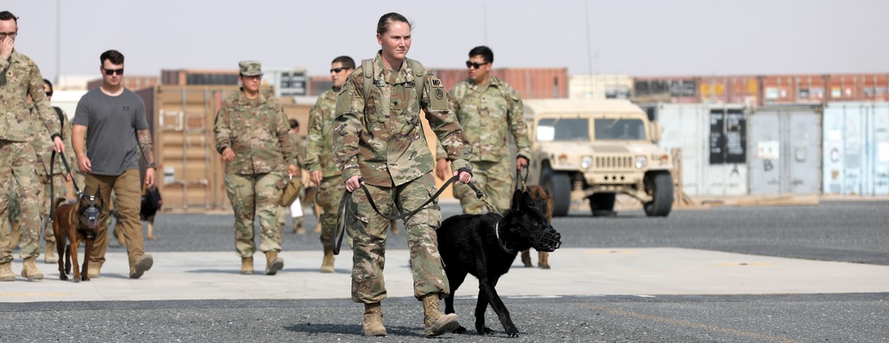 Military Police conduct K9 hot/cold load training at Camp Buehring