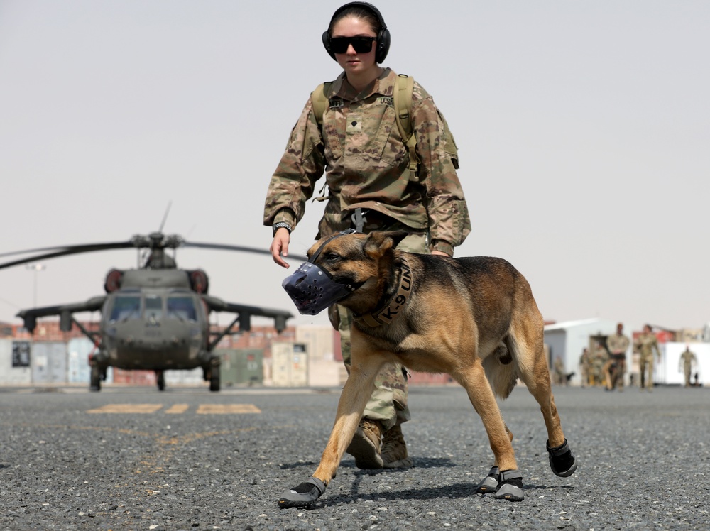 Military Police conduct K9 hot/cold load training at Camp Buehring