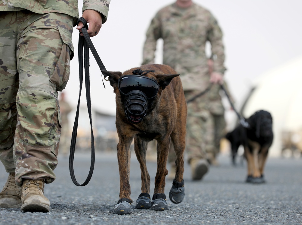 Military Police conduct K9 hot/cold load training at Camp Buehring