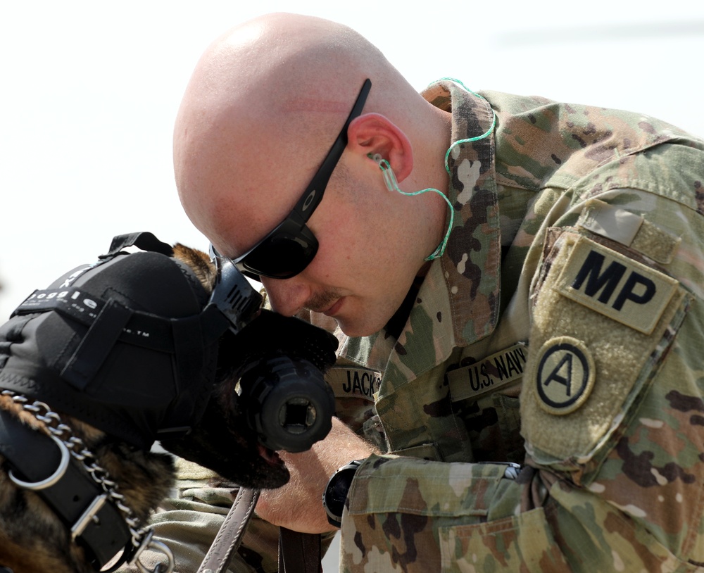 Military Police conduct K9 hot/cold load training at Camp Buehring