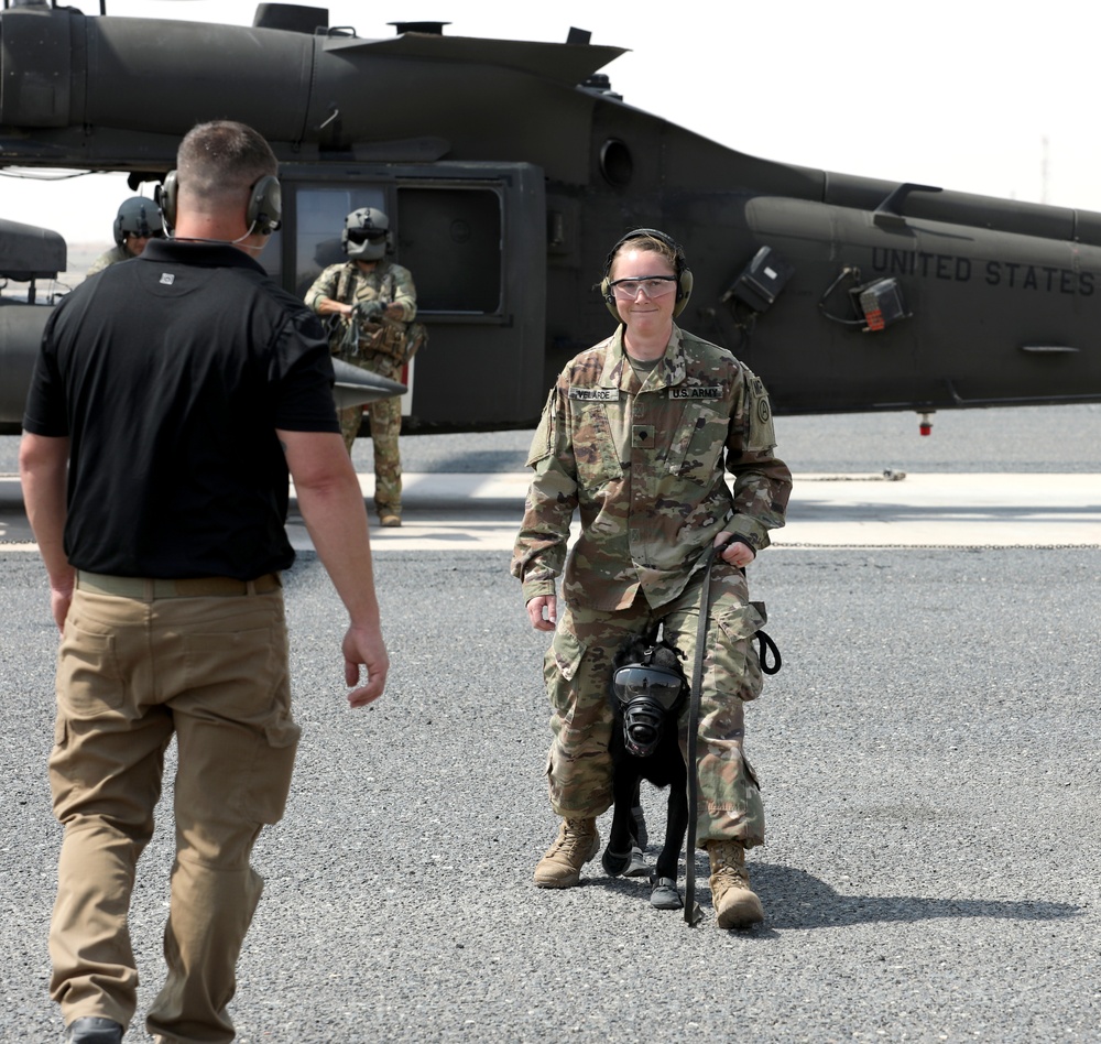 Military Police conduct K9 hot/cold load training at Camp Buehring